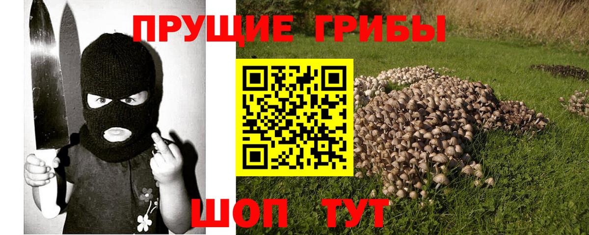 Галлюциногенные грибы Psilocybe Похвистнево